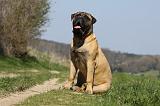 BULLMASTIFF 442